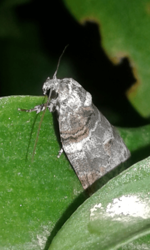 Nolidae: Garella musculana